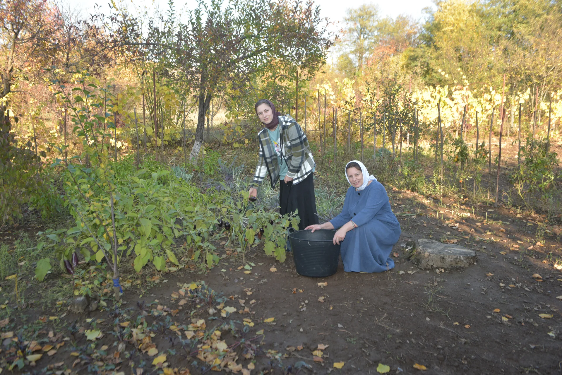 Two people in a vegetable garden beside plants and a bucket
